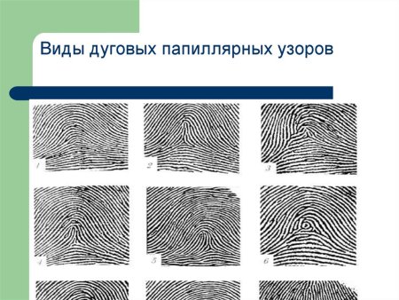 Дерматоглифика завитки