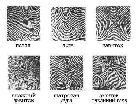 Папиллярные узоры криминалистика