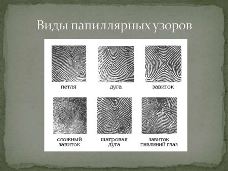 Дуговой Тип папиллярных узоров