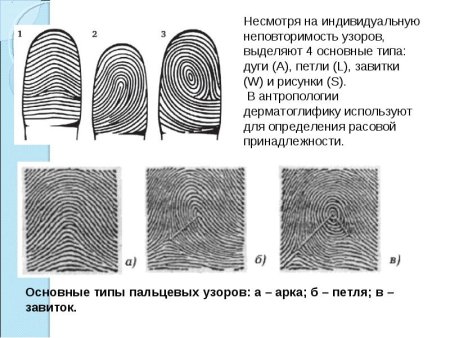 Папиллярный узор дуговой и петлевой