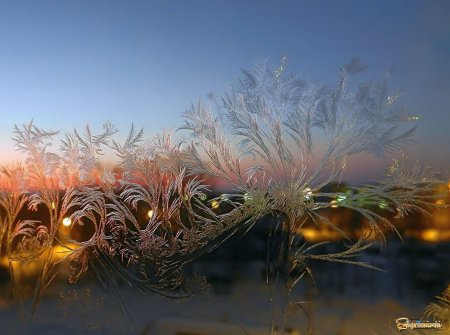 Орнамент природа