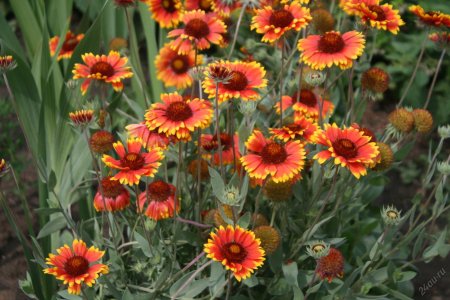 Гайлардия Гелиос многолетняя
