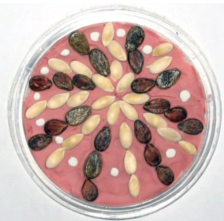 Узоры из семян на пластилине