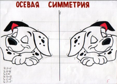 Симметричные фигуры в природе