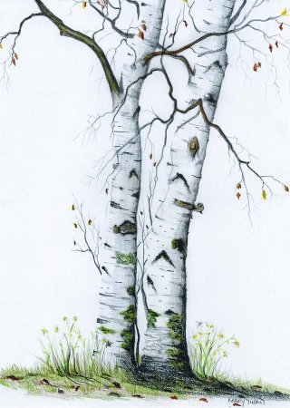 Стилизованные березы