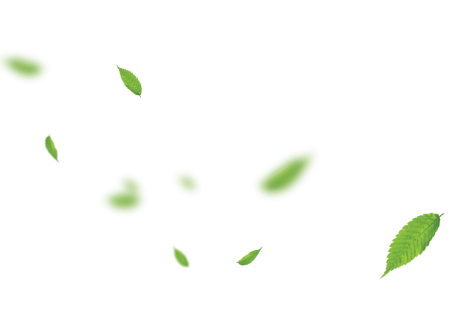 Зеленые листья на прозрачном фоне