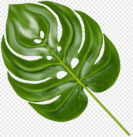 Monstera Leaf фон