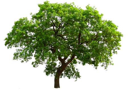 Дерево зеленое