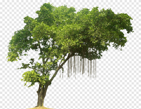 Деревья для фотошопа