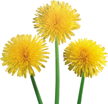 Одуванчик обыкновенный