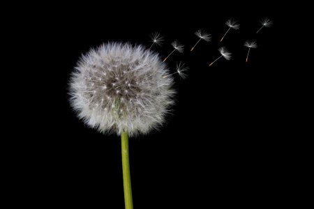 Одуванчик / Pusteblume (1974)