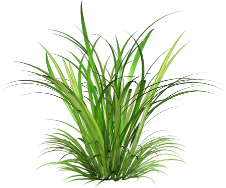 Cymbopogon citratus