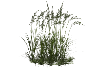 Grass Alpha