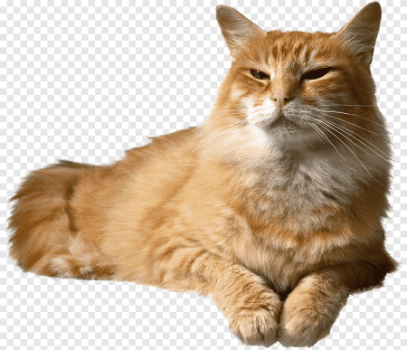 Кошка на прозрачном фоне