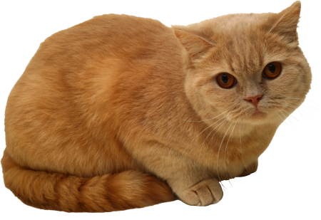 Кошка на прозрачном фоне