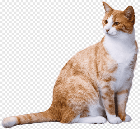 Анатолийская кошка