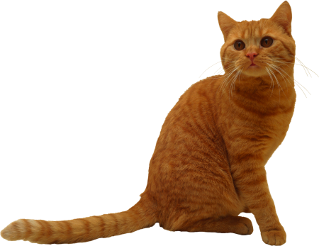 Кот на белом фоне