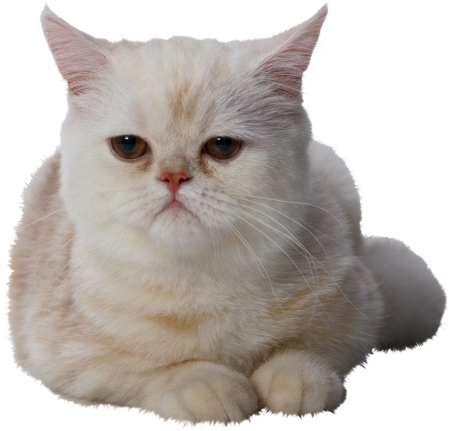 Кот для фотошопа