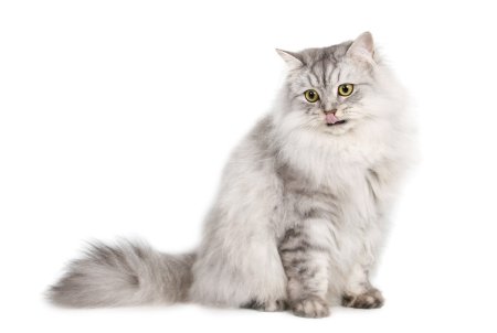 Сибирская длинношерстная кошка