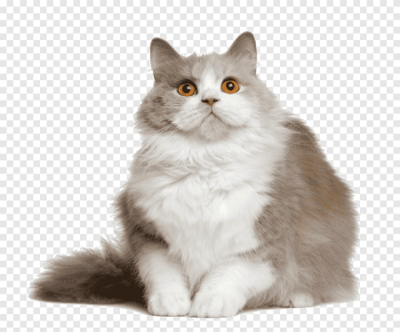 Пушистая кошка на белом фоне