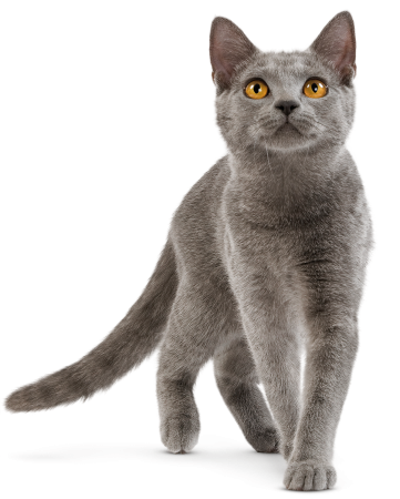 Коты на белом фоне
