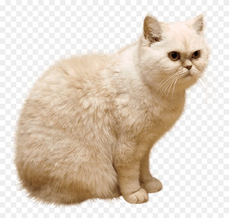 Кот на прозрачном фоне