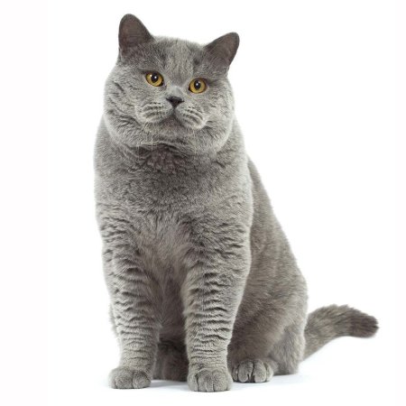 Британская короткошёрстная кошка