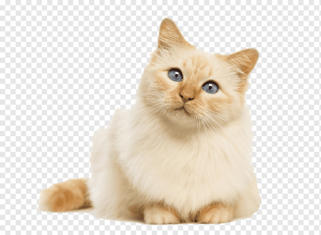 Кошка на белом фоне