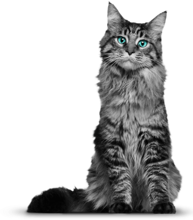 Мейнкун кот