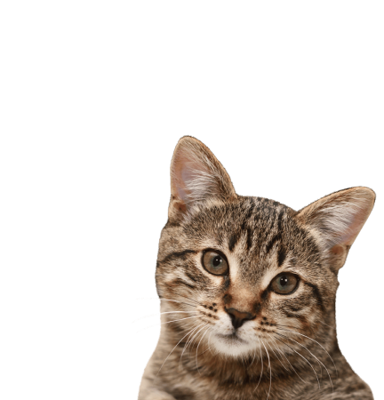 Кошка на белом фоне