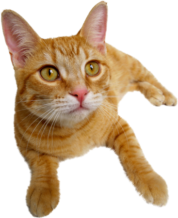 Кошка без фона