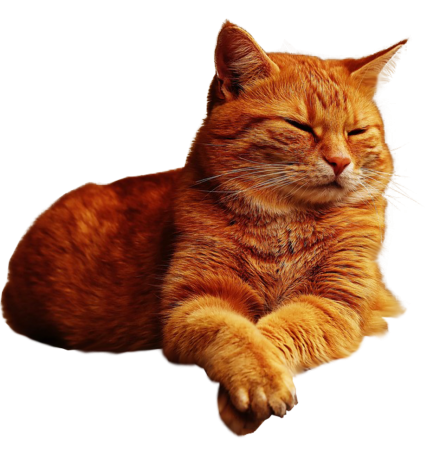 Кошка на белом фоне