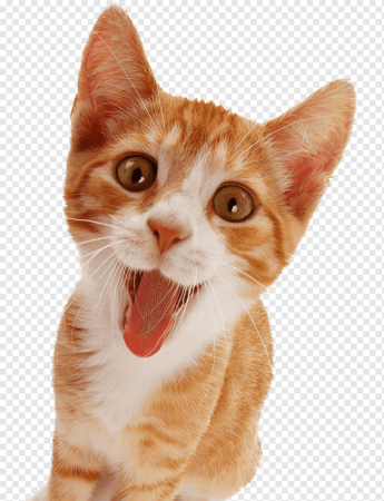 Котик на белом фоне