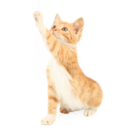 Черный кот сбоку на белом фоне