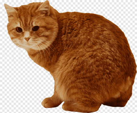 Рыжий кот идет