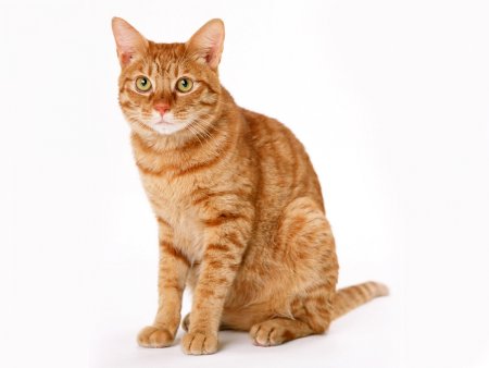 Котик на белом фоне