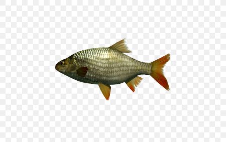 Carassius gibelio