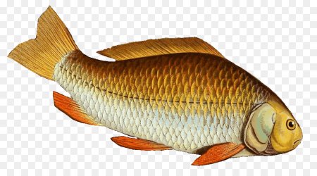 Carassius auratus серебряный карась