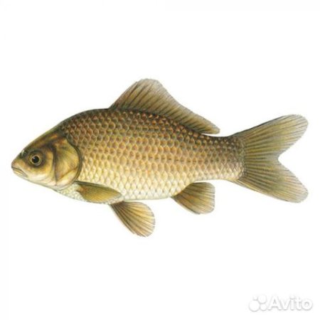 Карась золотой Carassius Carassius