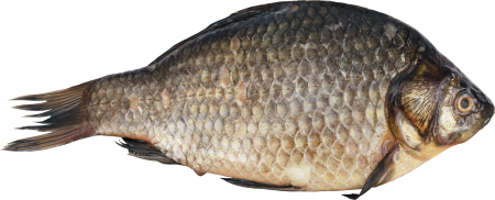 Золотой (обыкновенный) карась Carassius Carassius