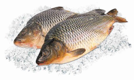 Сазан (Cyprinus Carpio)
