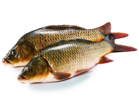 Gold Fish icon
