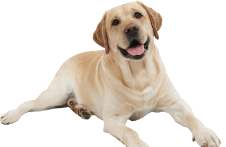My Pets re