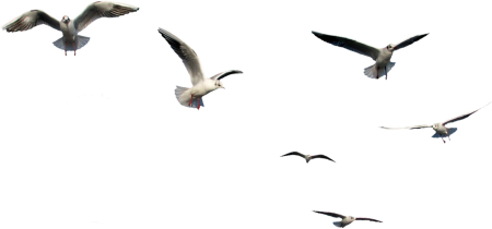 Птицы для фотошопа