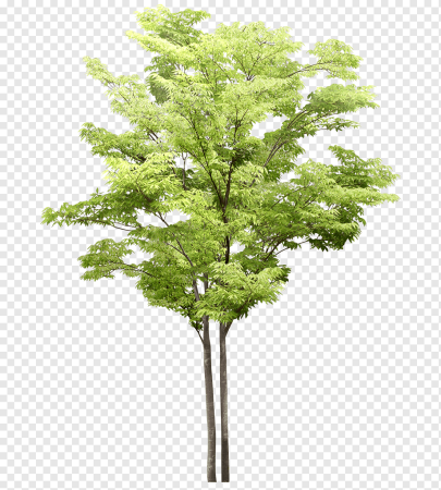Дерево клен ФШ