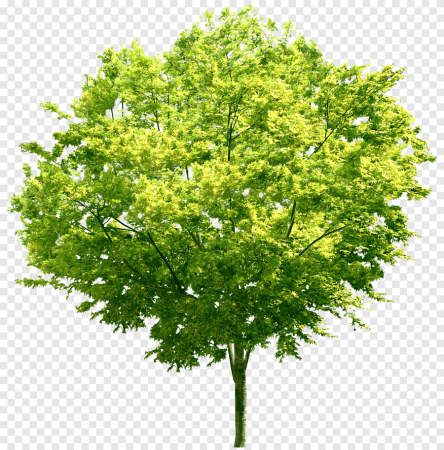 Липа мелколистная PNG