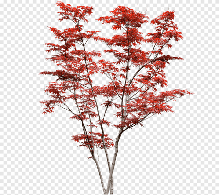 Японский клен кустарник