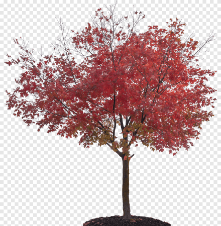 Red Maple дерево