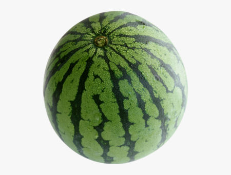 Citrullus lanatus