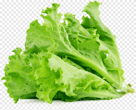 Листья латука